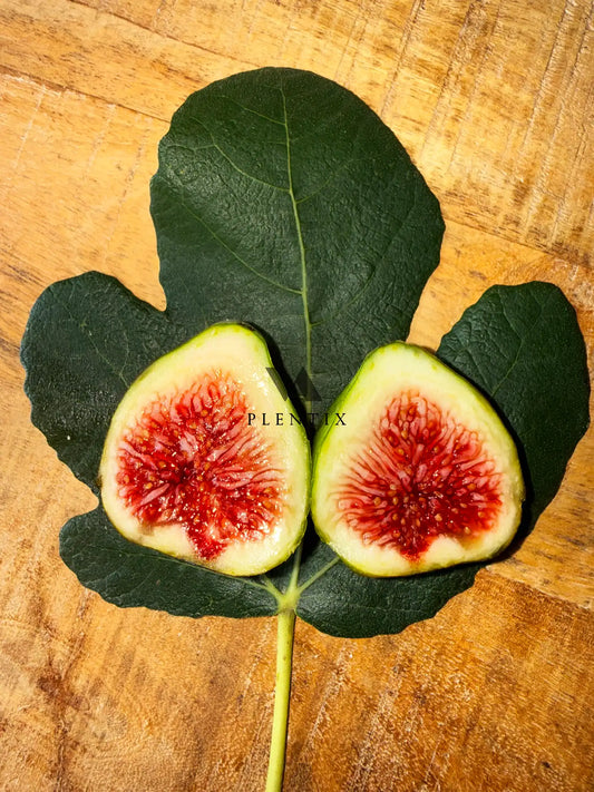 Feigenbaum - Smith