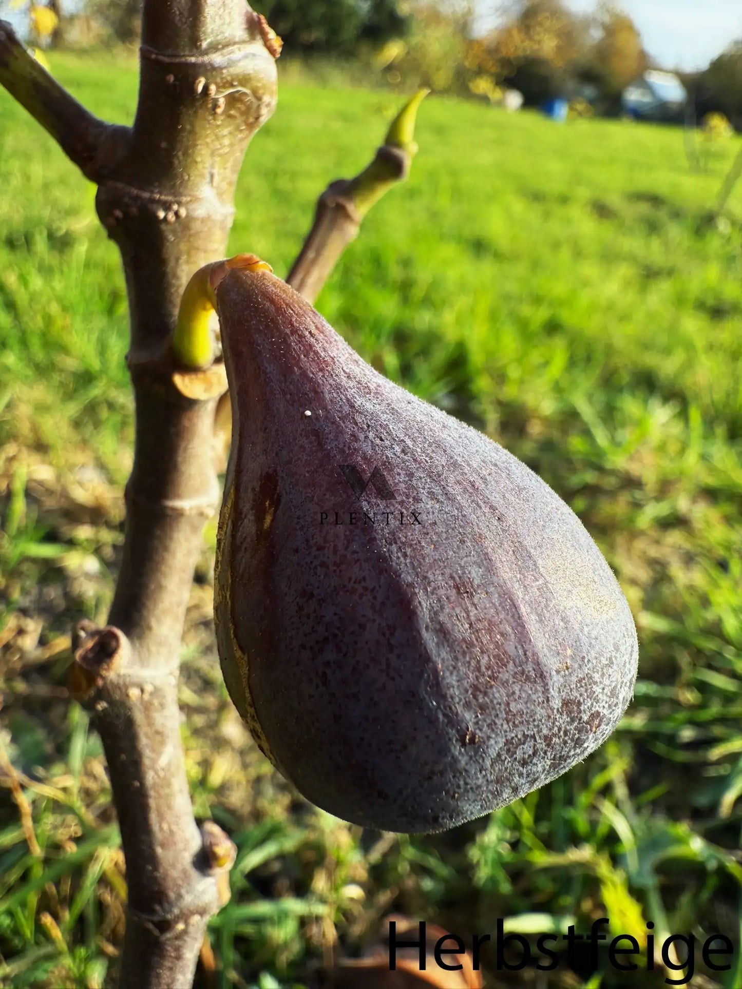 Feigenbaum - LSU Improved Celeste