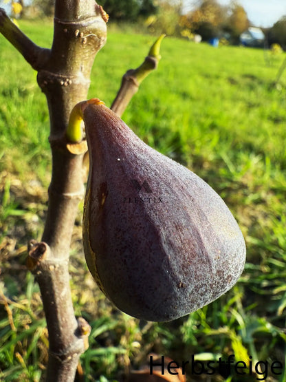 Feigenbaum - LSU Improved Celeste