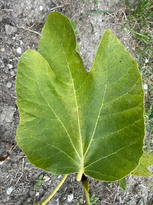 Labritja