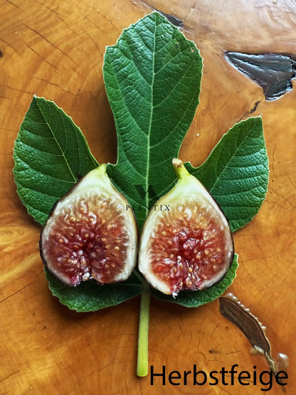 Feigenbaum - Michurinska-10