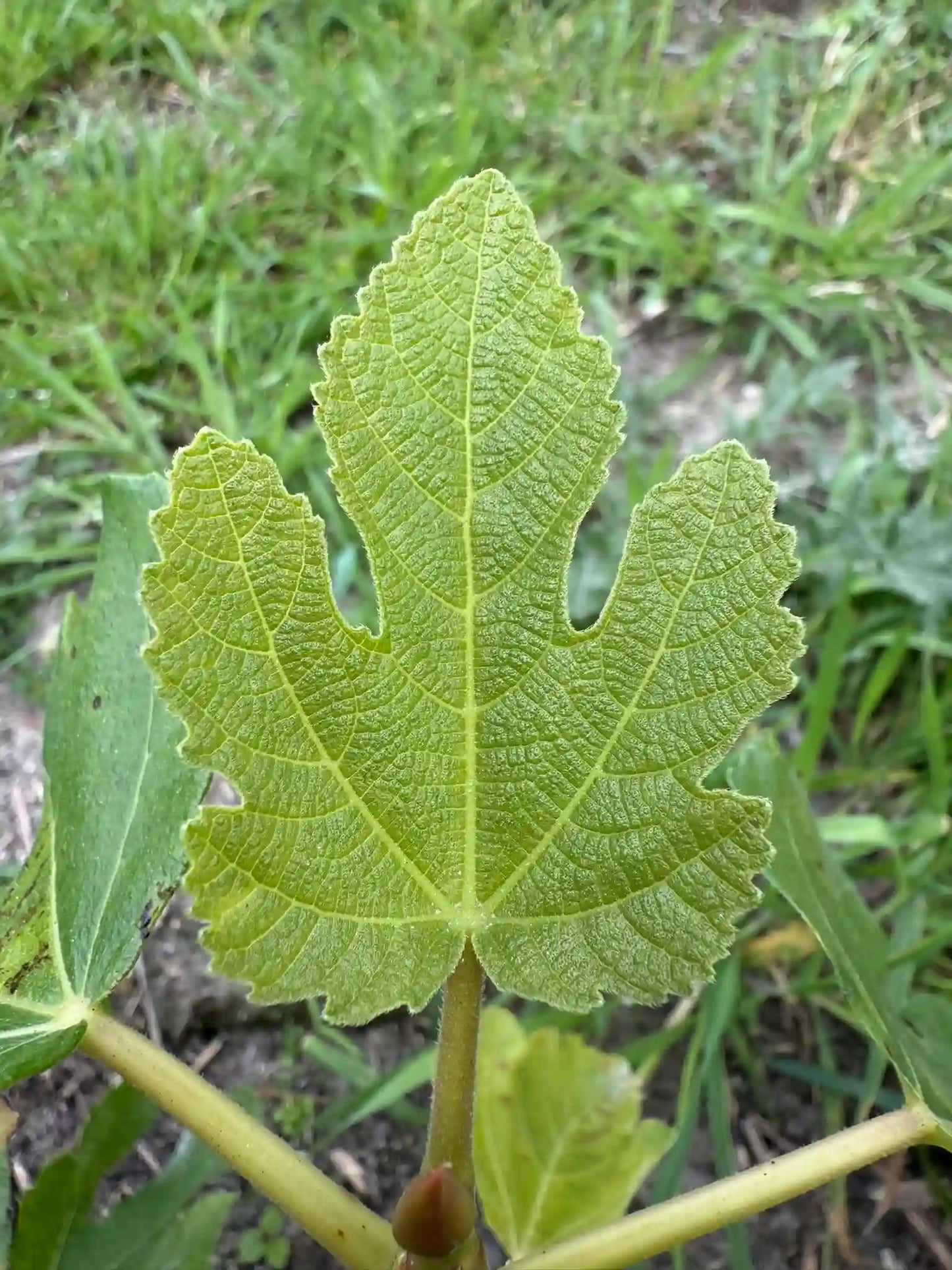 Feigenbaum - Mary Lane (Seedless)