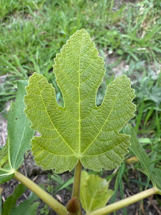 Feigenbaum - Mary Lane (Seedless)