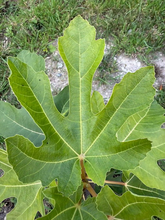 Melanzana