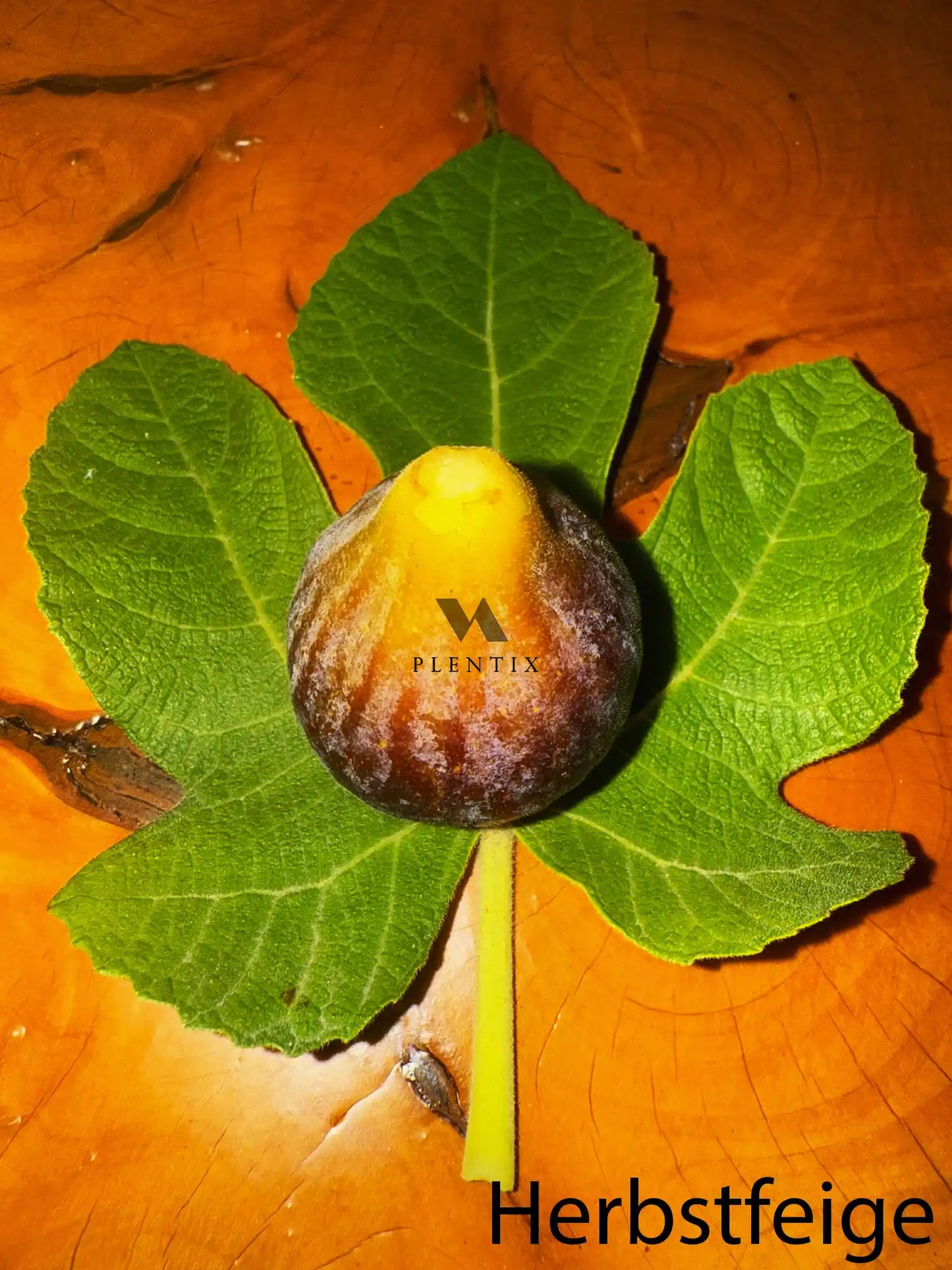 Feigenbaum - Montfavet