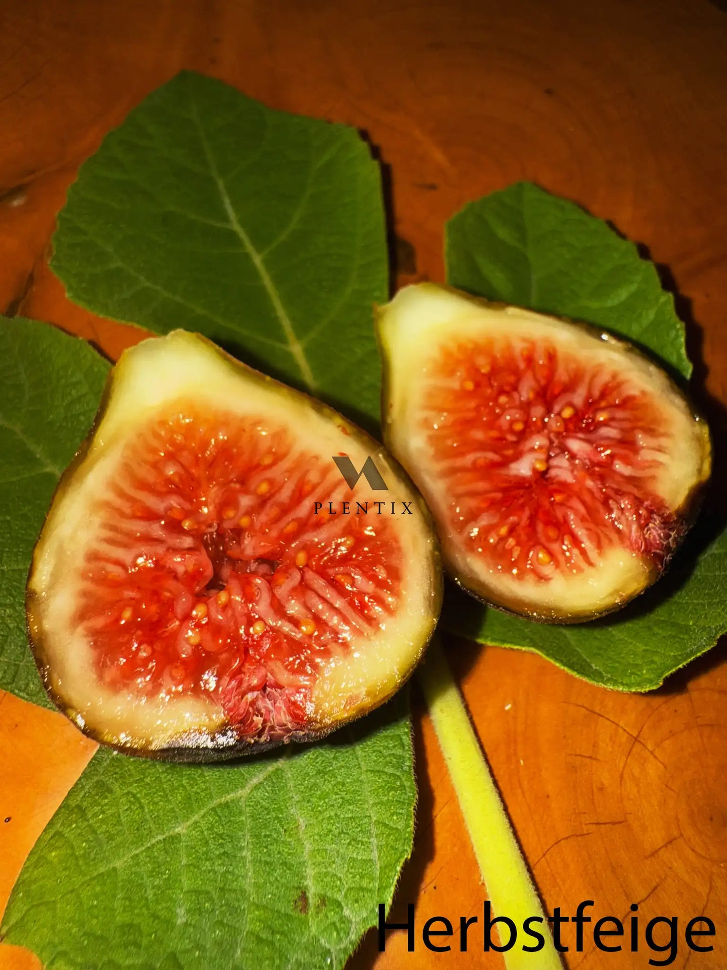 Feigenbaum - Montfavet