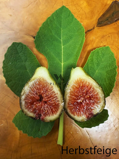 Feigenbaum - Montfavet