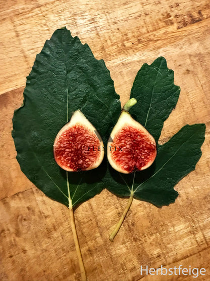 Feigenbaum - Negronne