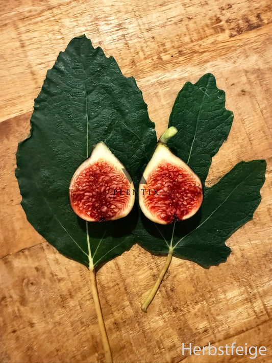 Feigenbaum - Negronne