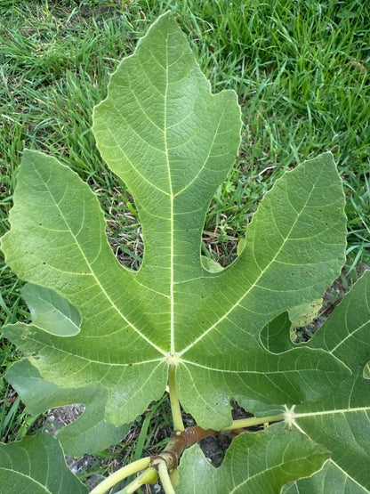 Feigenbaum - Negronne