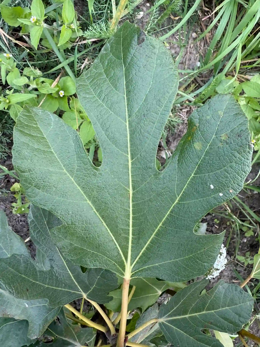 Nerruciolo de Elba