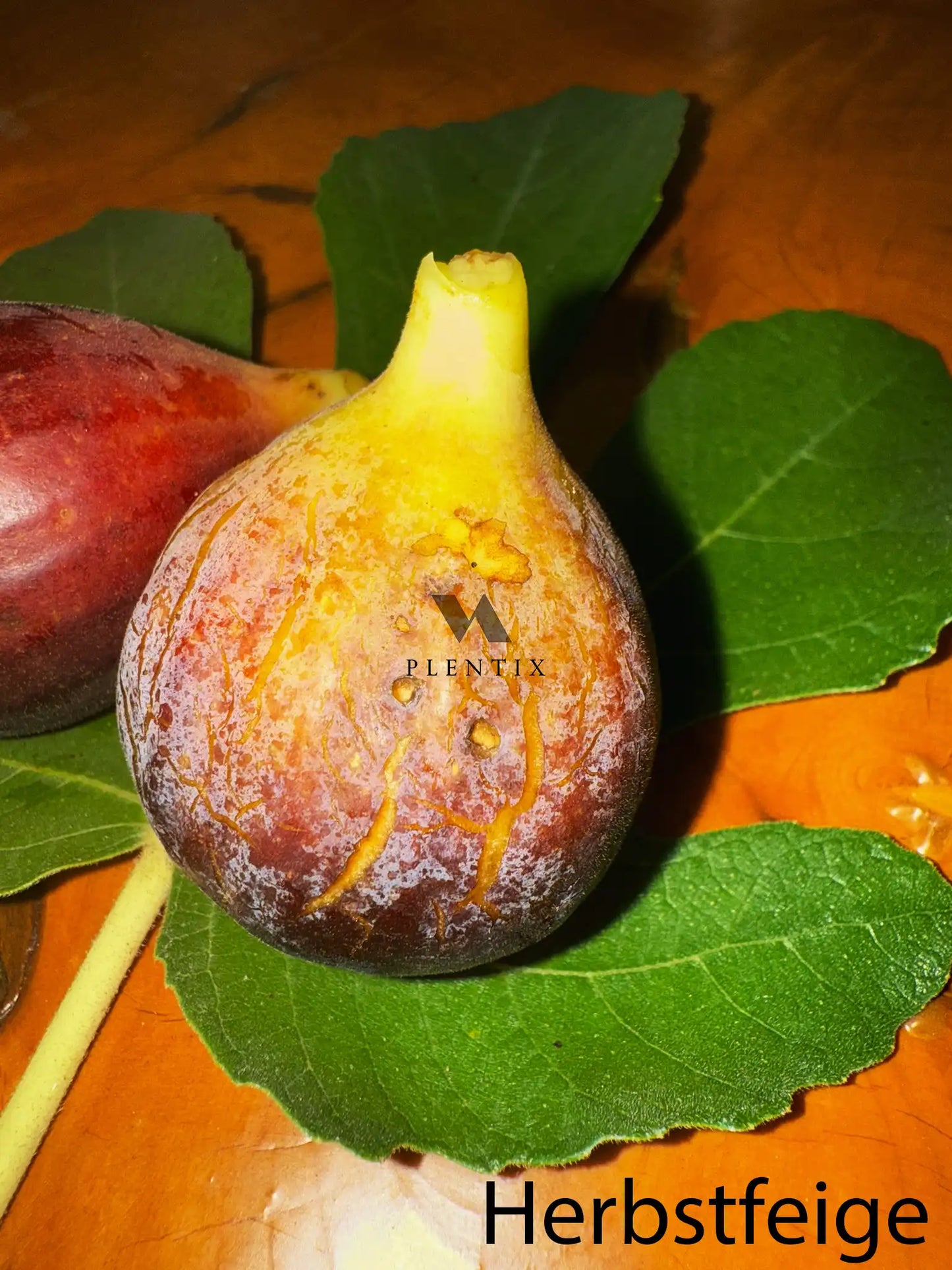 Feigenbaum - Osborne Prolific