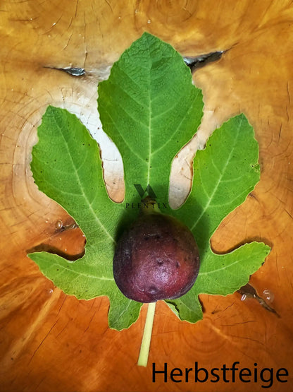 Feigenbaum - Obersöllbach