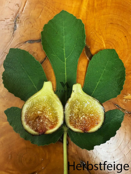 Feigenbaum - Osborne Prolific