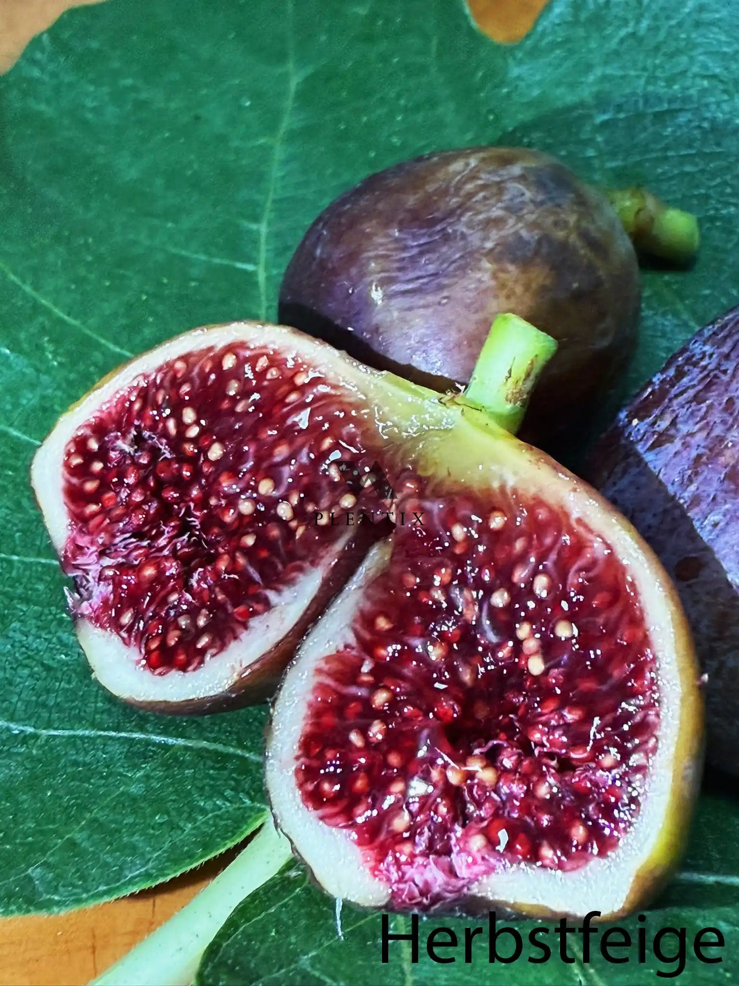 Feigenbaum - PX - Grise du Cœur Rouge