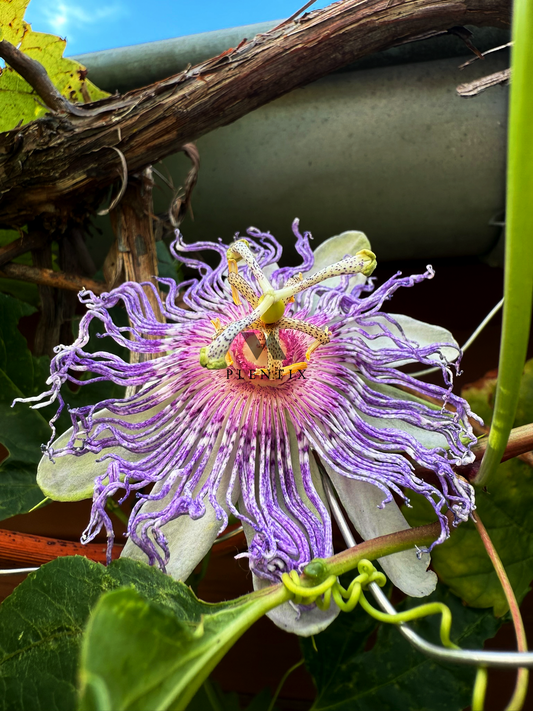 Essbare Passiflora incarnata - Lila