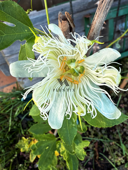Essbare Passiflora incarnata - Weiß