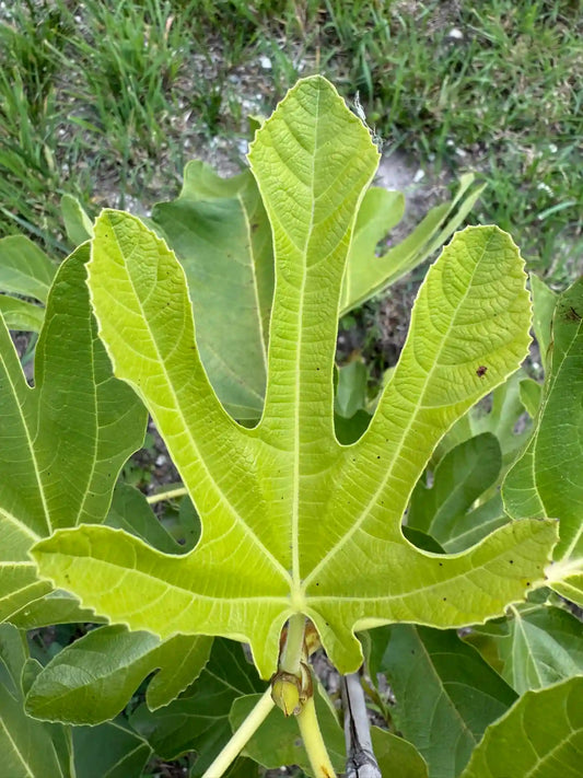 Tena