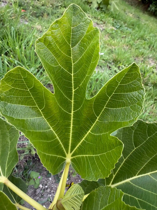 Verdino