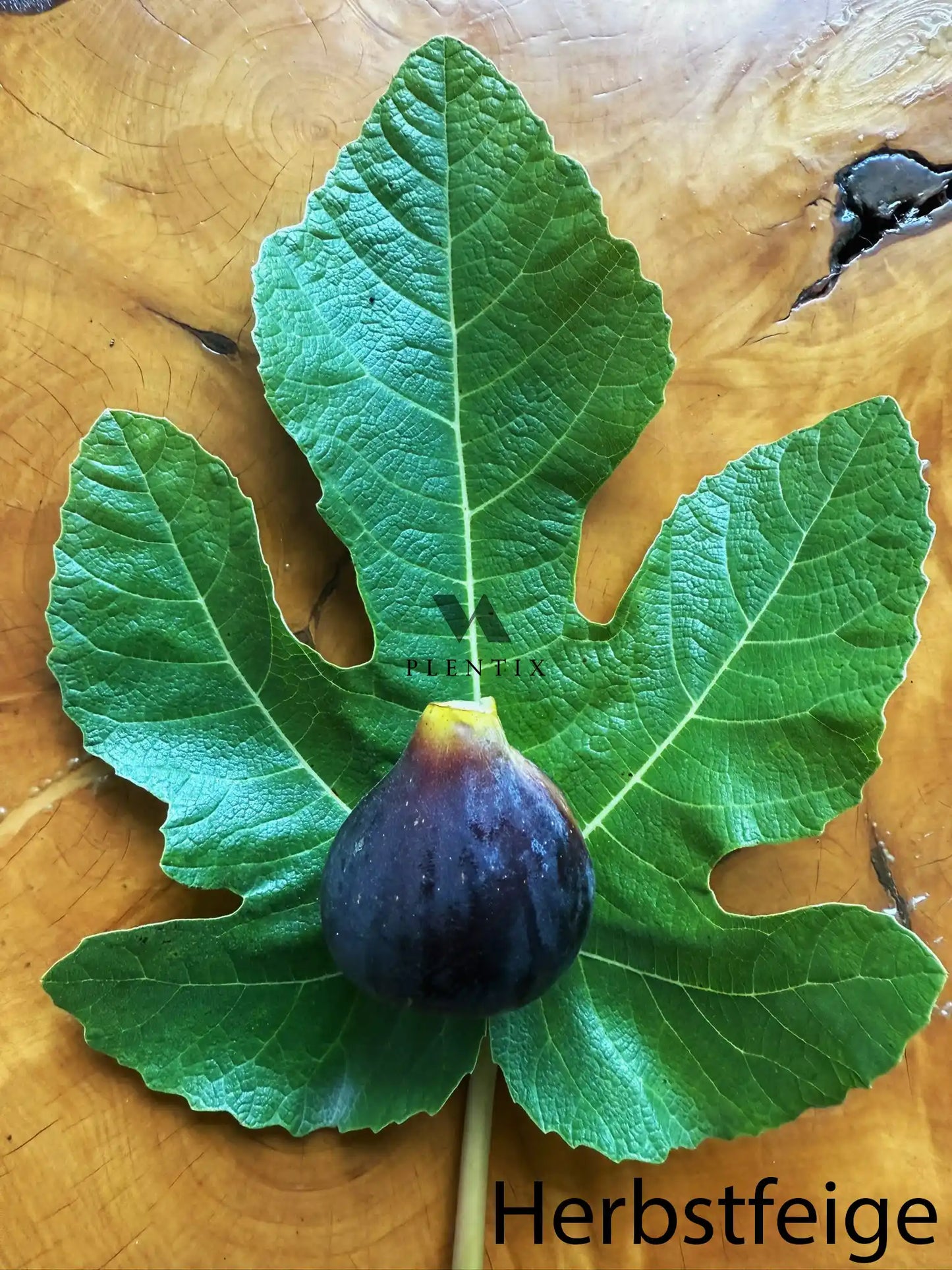 Feigenbaum - Violette de Sollies