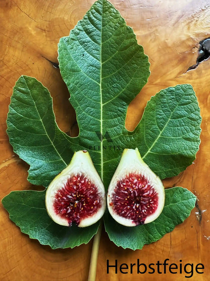 Feigenbaum - Violette de Sollies