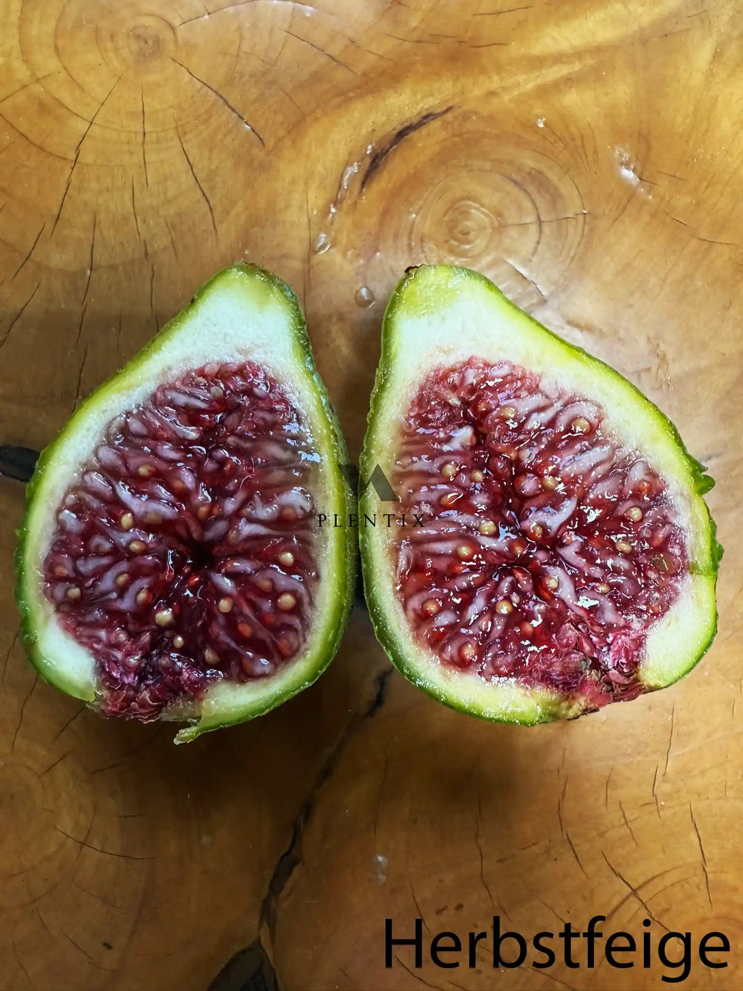 Feigenbaum - White Genoa