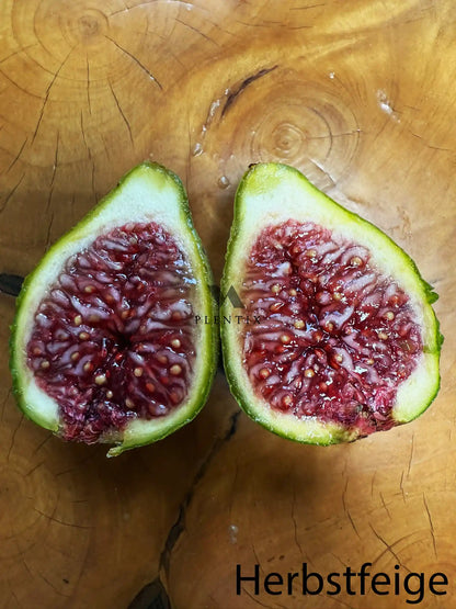 Feigenbaum - White Genoa