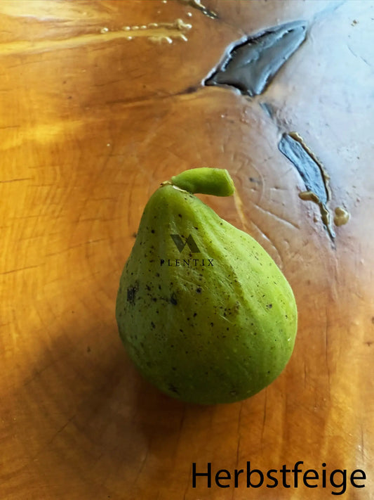 Feigenbaum - White Genoa