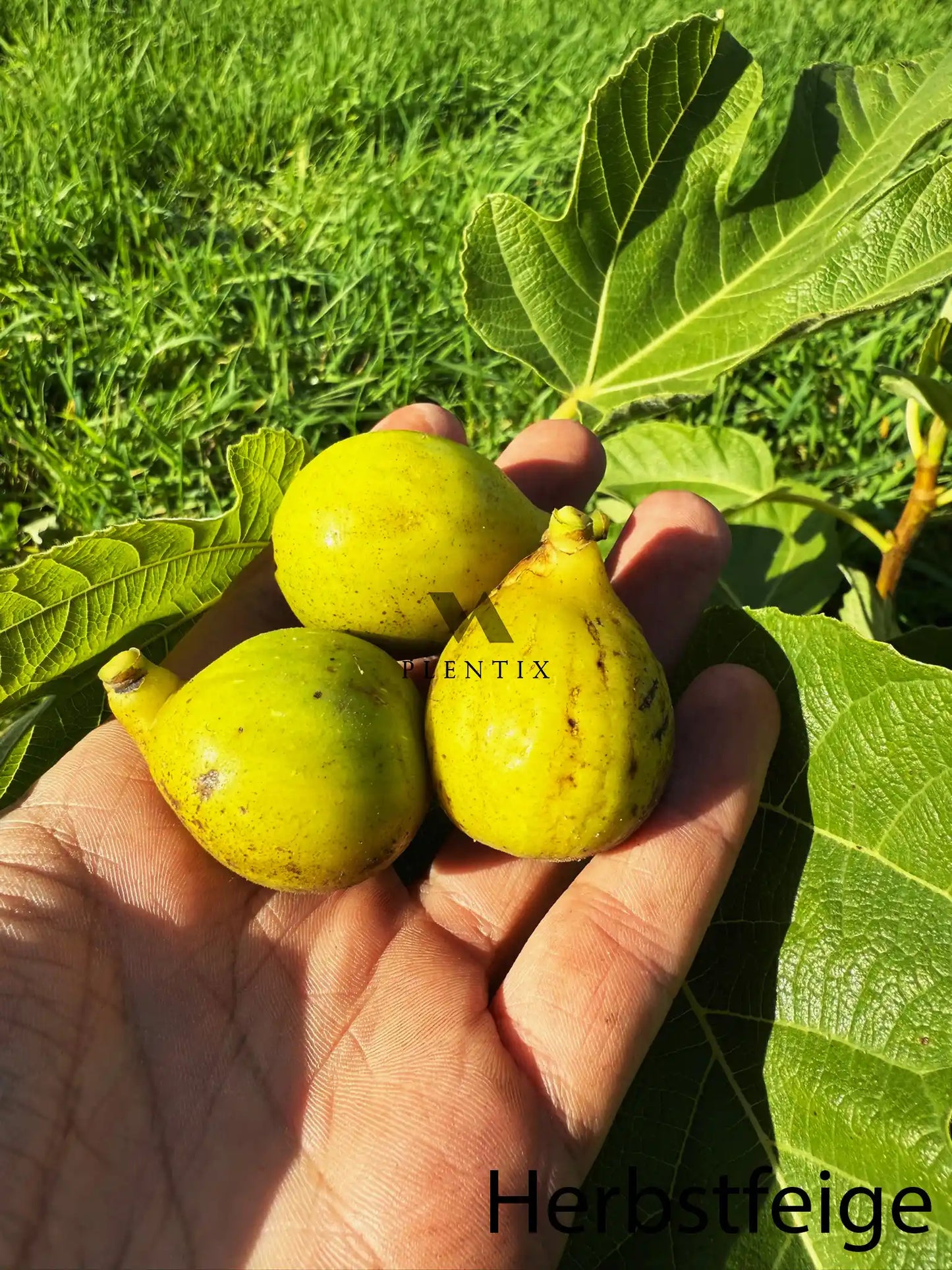 Feigenbaum - Kadota / Dottato